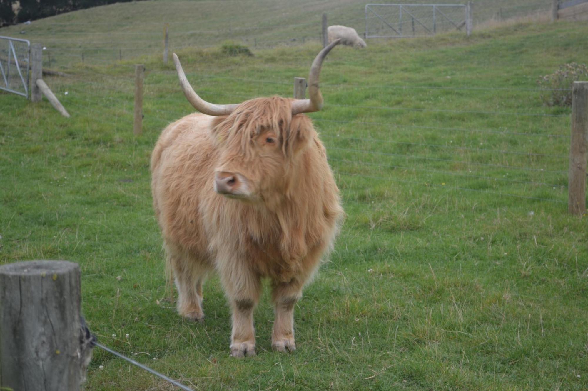 Highlands On Homestead Oamaru Luaran gambar
