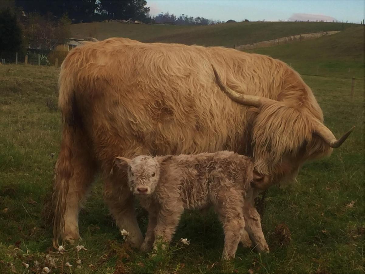Highlands On Homestead Oamaru Luaran gambar
