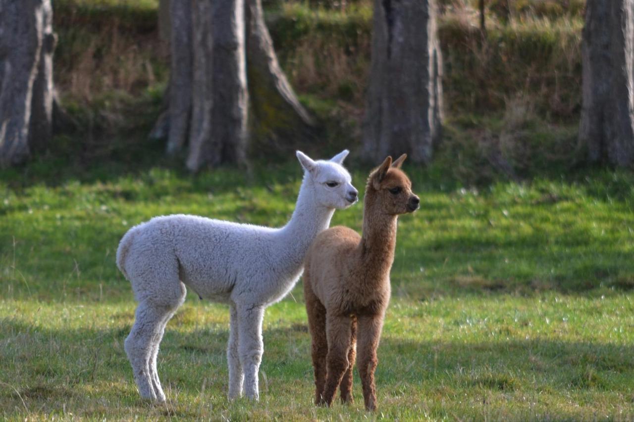 Highlands On Homestead Oamaru Luaran gambar
